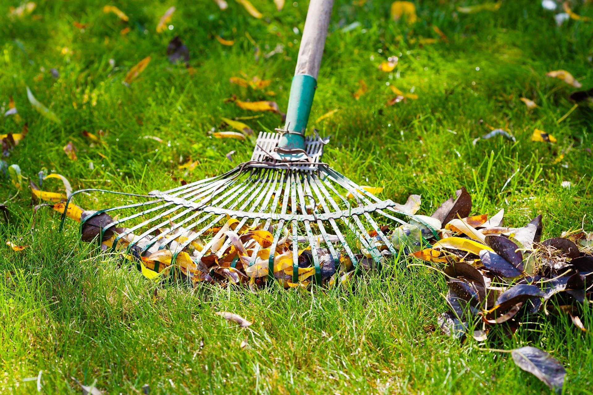 Spring Lawn Care Tips Edmonton