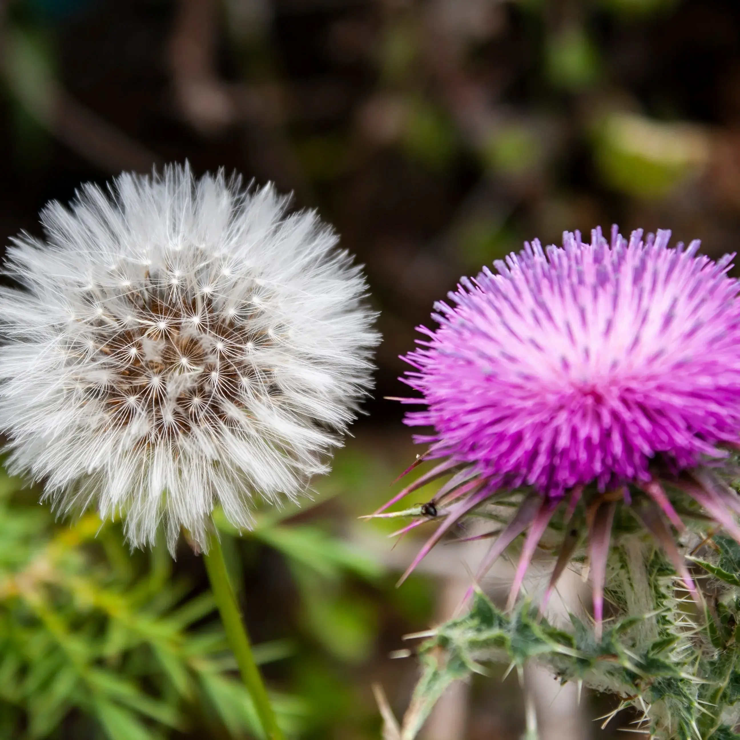 dandelion and thistle weed control in edmonton