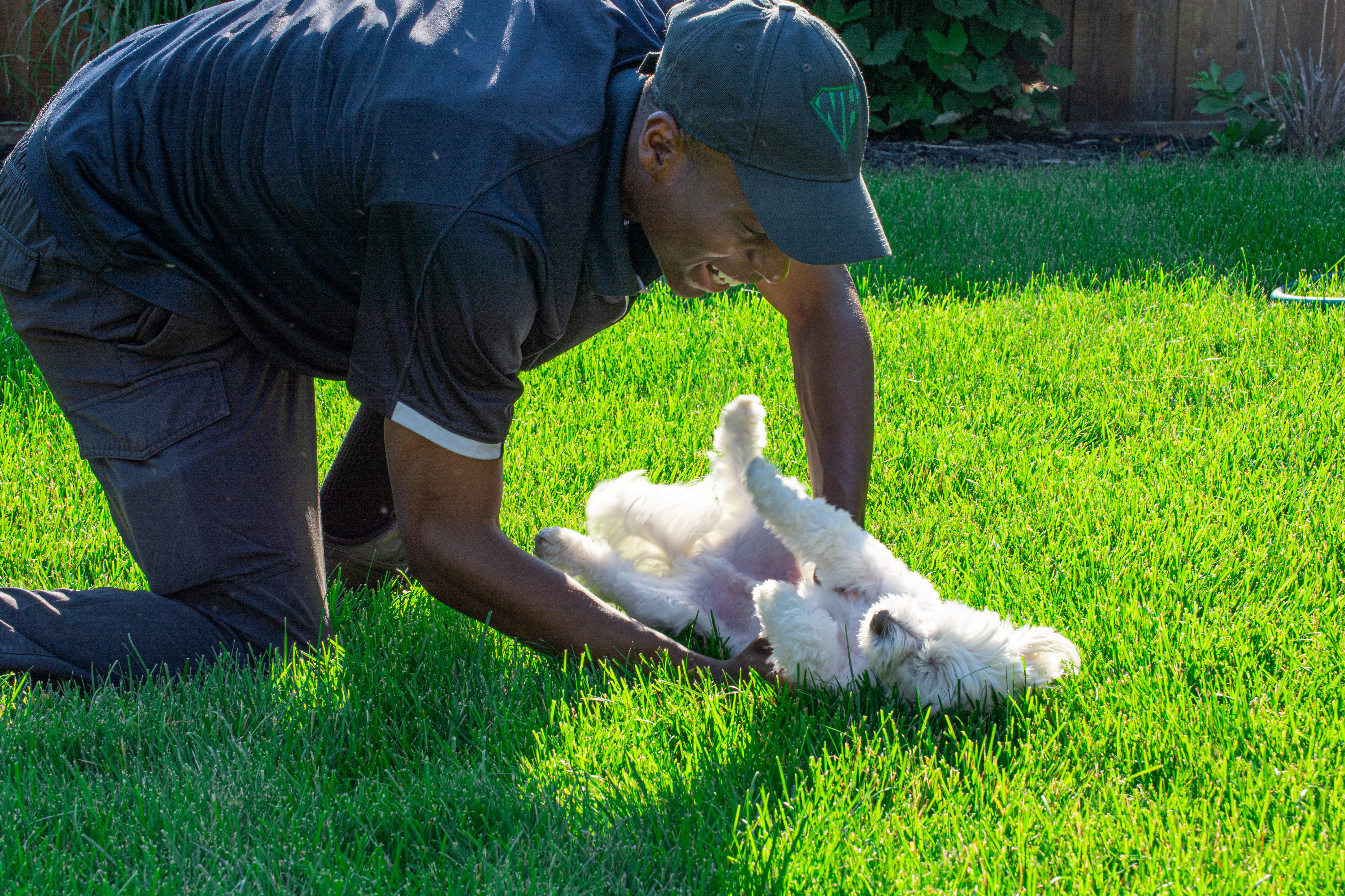 Spring overseeding in edmonton thick lawn with dog playing in it