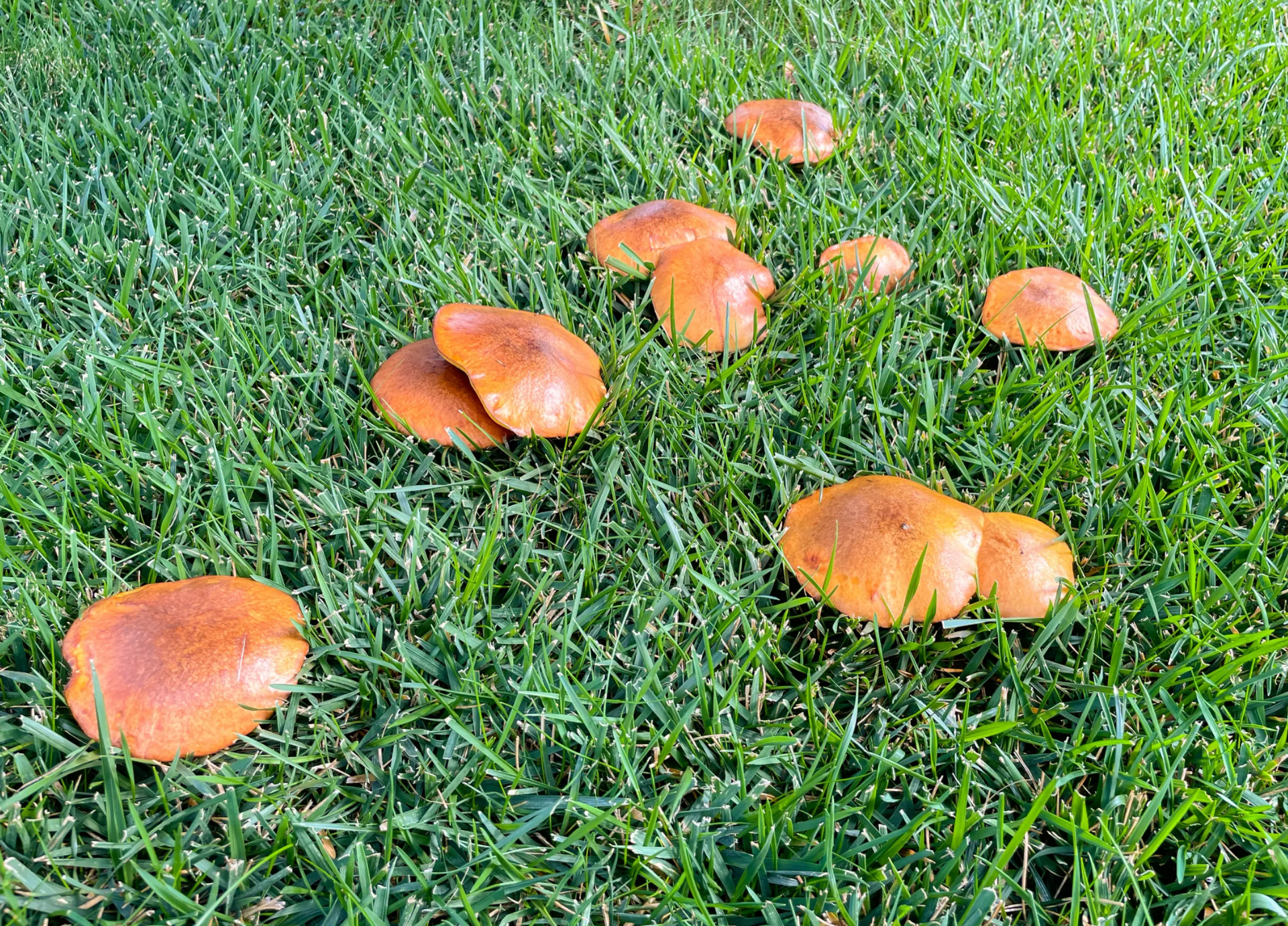 Scattered Toadstool mushrooms in Edmonton lawn
